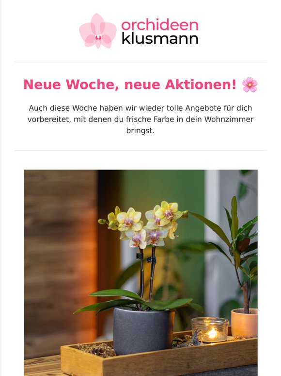 🌸 Diese Orchideen verschönern Dir die Woche