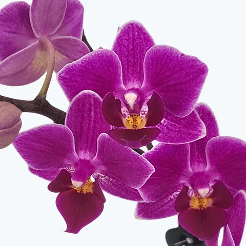 Phalaenopsis Bogota mit pink-violetten Blüten und 3 Rispen