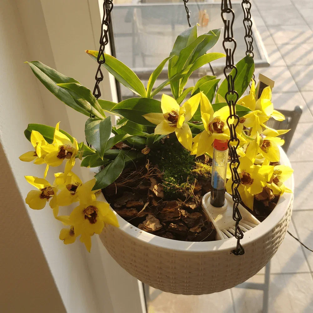 Promenaea Sunlight in verschiedenen Farben im 12 cm Topf