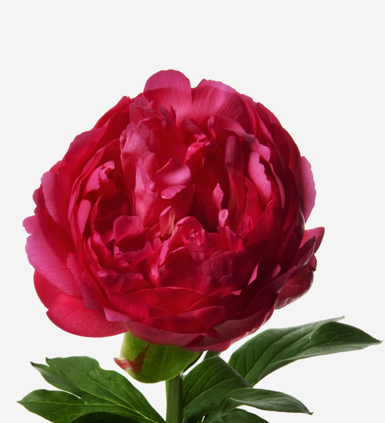 Framboise Peony