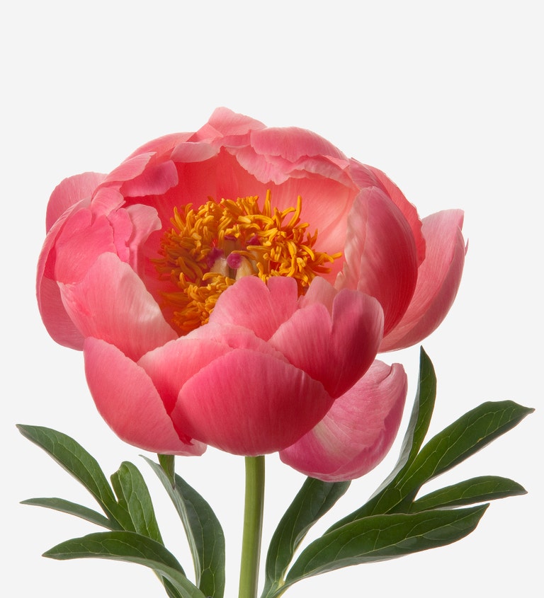 Flamingo Peony