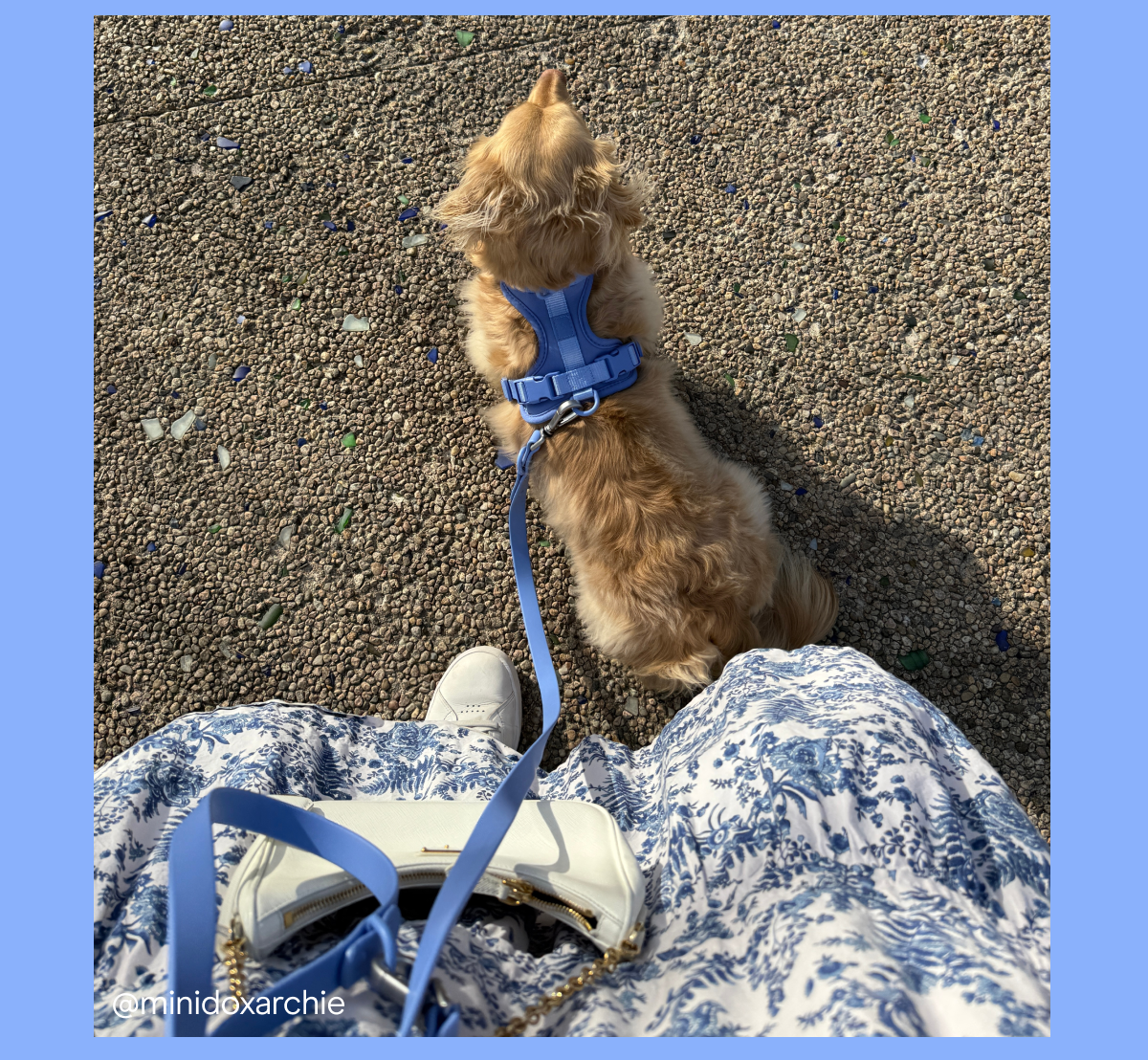 dog with moonstone walk kit