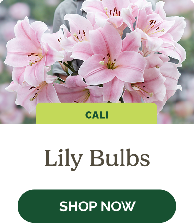 Lily Bulbs