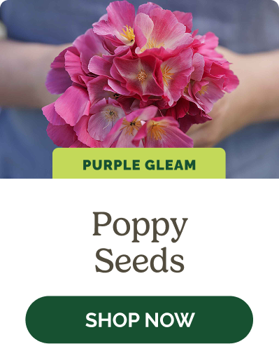 Poppy Seeds