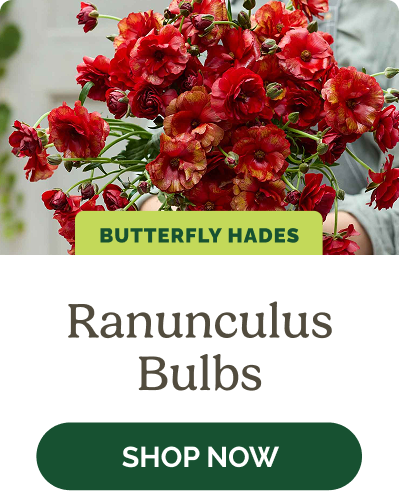 Ranunculus Bulbs