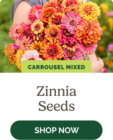 Zinnia Seeds