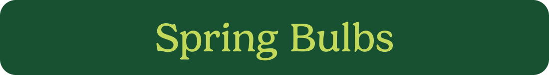 Spring Bulbs