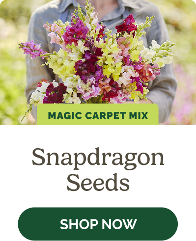 Snapdragon Seeds
