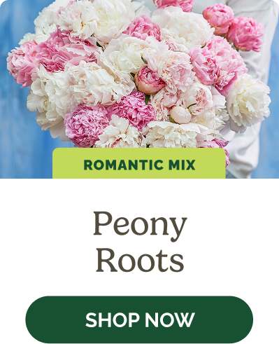 Peony Roots
