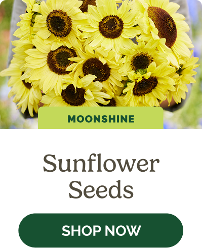 Sunflower Seeds