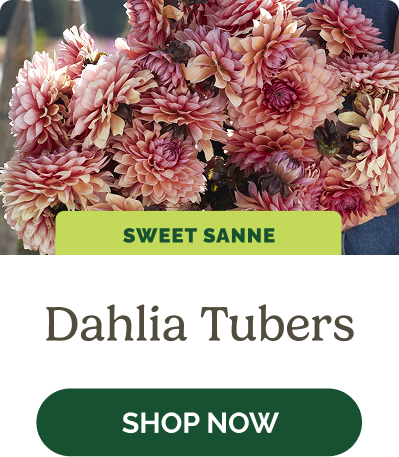 Dahlia Tubers