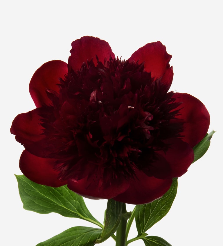 Boudoir Peony