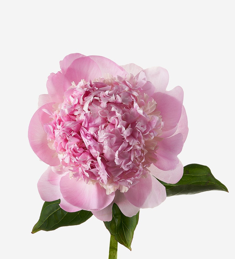 Angel Cheeks Peony