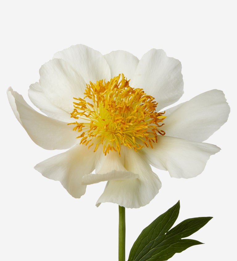 Limited Edition Lemon Meringue Peonies