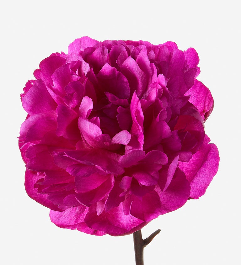 Fuchsia Fiesta Peony