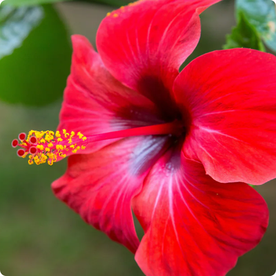 Rejuvenece tu piel con flor de jamaica