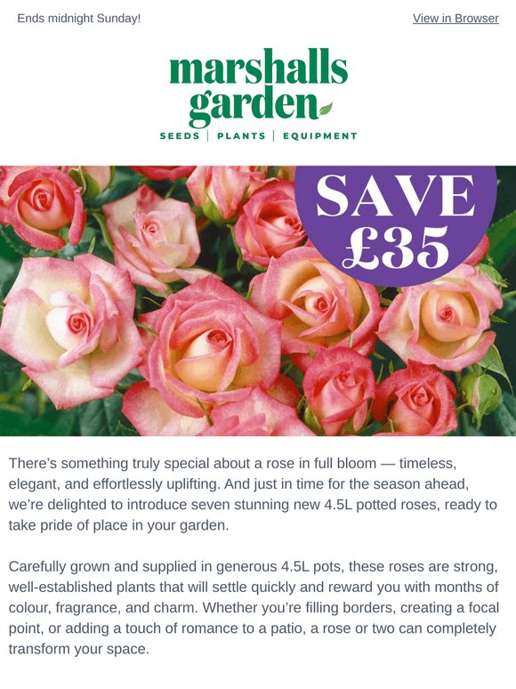 7 new potted roses with exceptional savings