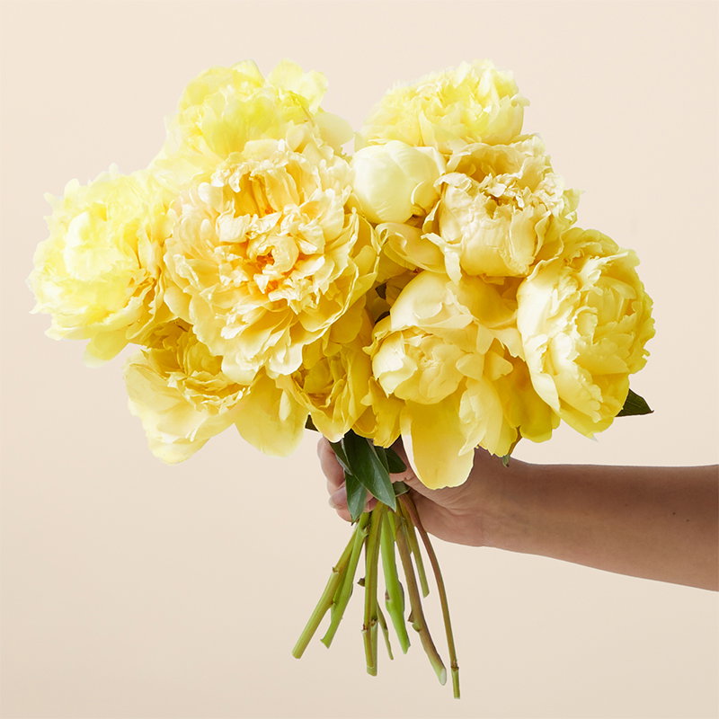 Butter Yellow Peonies Bouq