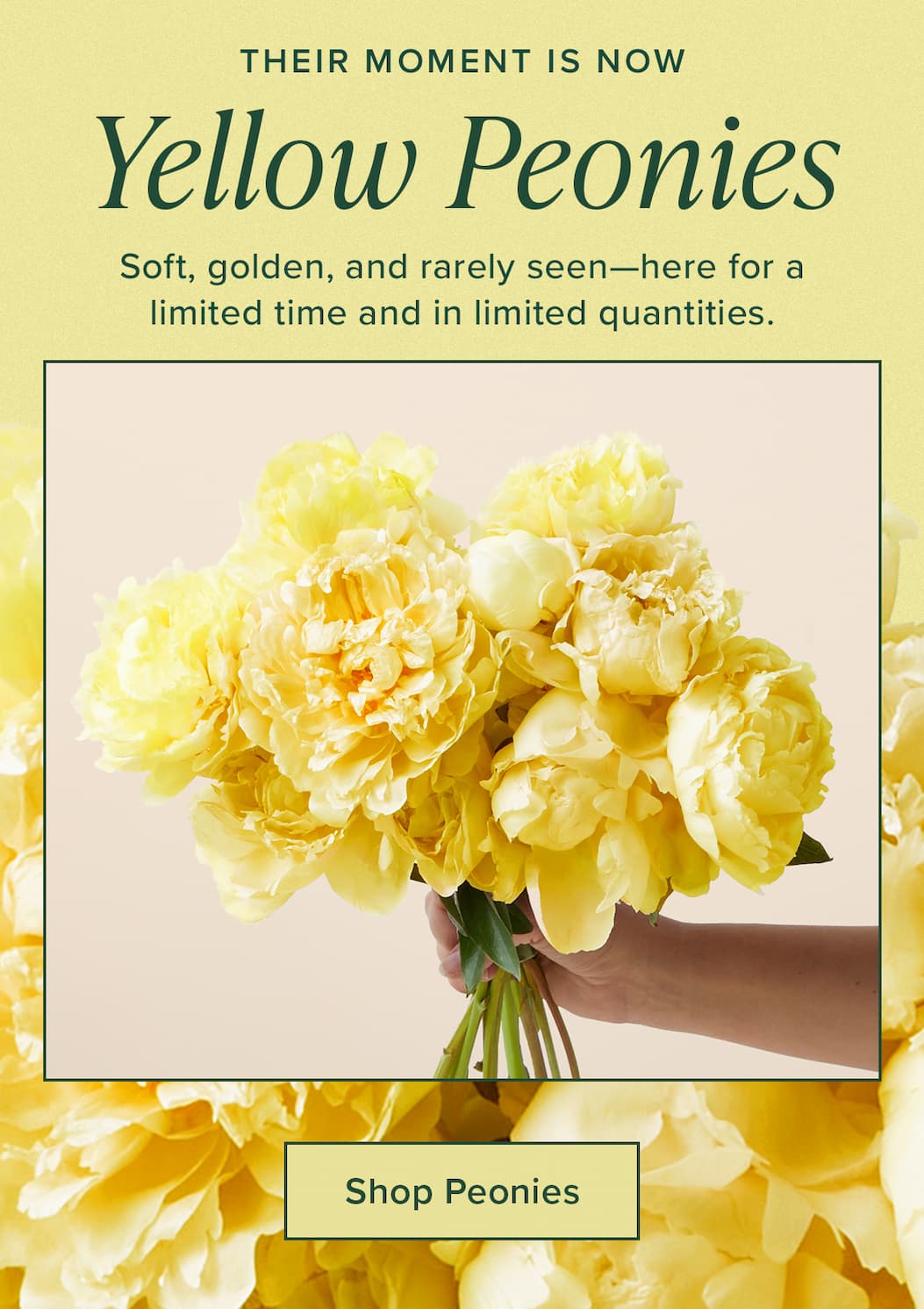 Their Moment Is Now: Yellow Peonies. Soft, golden, and rarely seen—here for a limited time and in limited quantities. Shop Peonies.