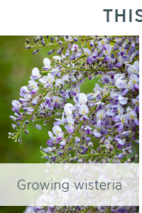 Growing Wisteria