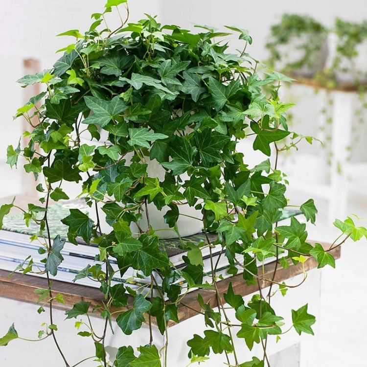 Trailing Ivy for Baskets & Planters - Pack of FIVE