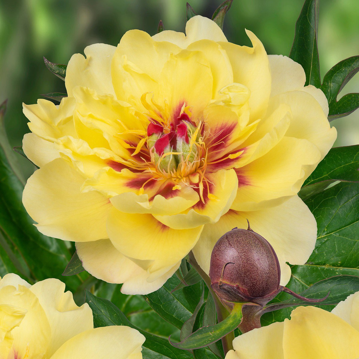 Paeonia Itoh ‘Yellow Waterlily’ - In Bud & Bloom