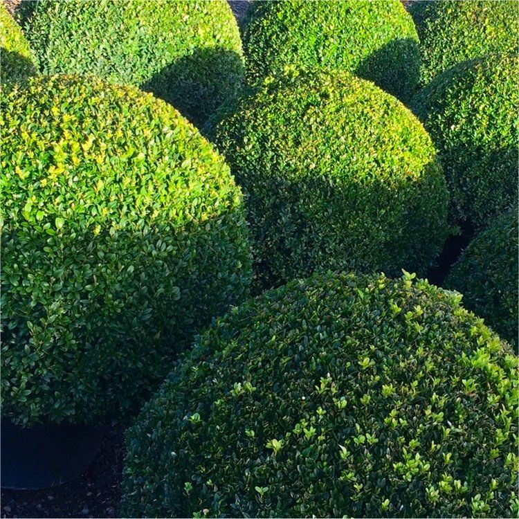 XL Topiary Buxus Ball