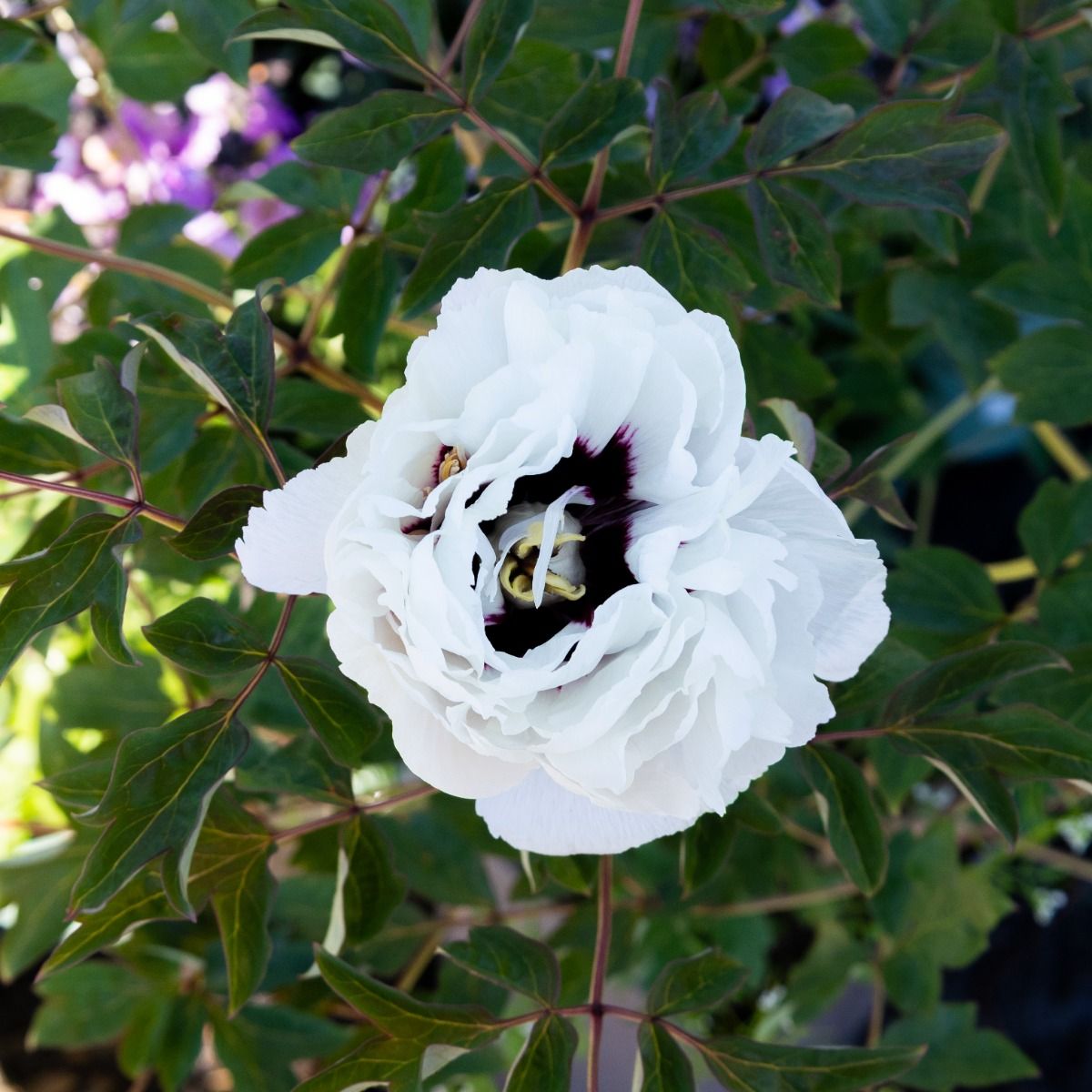 Paeonia Rockii ‘Flare Carte Blanche’ - In Bud & Bloom