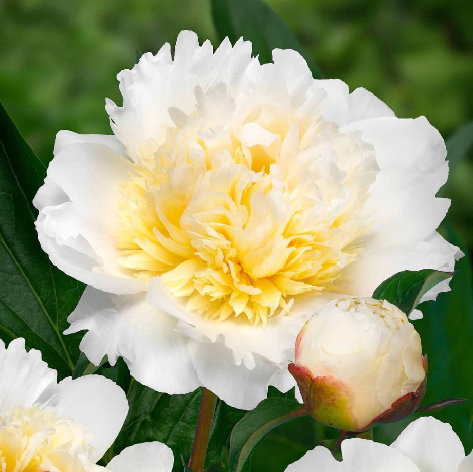 Paeonia lactiflora ‘Bridal Grace’ - In Bud & Bloom