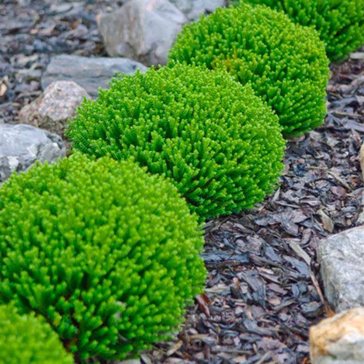 Hebe Emerald Green Globe - Pack of THREE