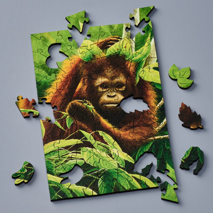 Orangutan