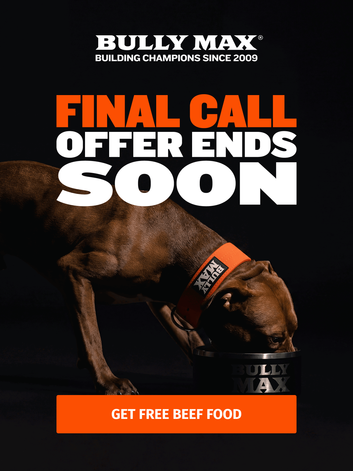 Buy One Get One FREE Beef Dog Food