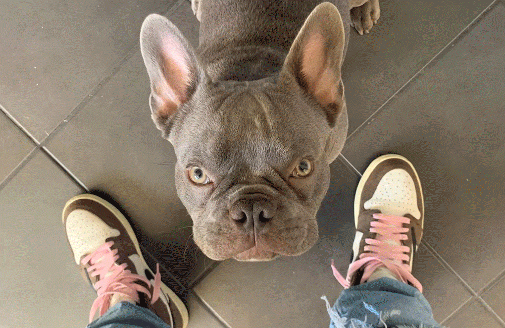 PETS AND KICKS