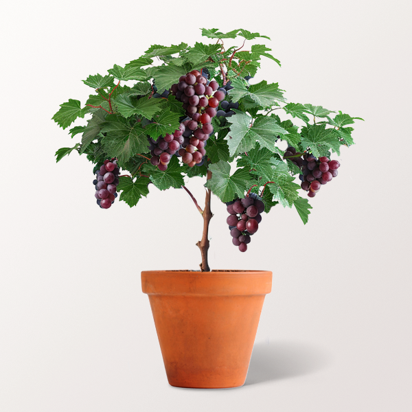 Für alle Weinliebhaber. Rote Weinrebe mit Rotwein im Set für 27,99 €