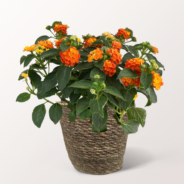 Oranges Wandelröschen im hübschen Korb oder Keramiktopf ab 21,99 €