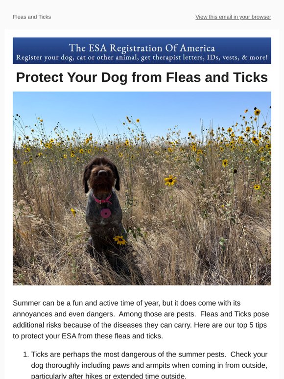 Flea and Tick Prevention: Top 5 Tips