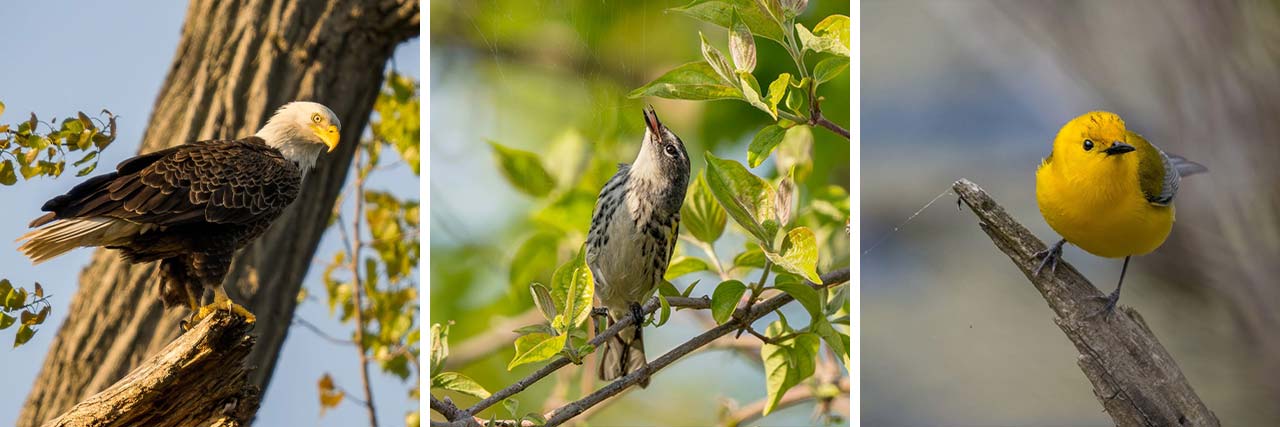 Bird photos