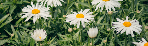 Close up of Large white blooms of the Whoops-a-Daisy Shasta Daisy in a garden
