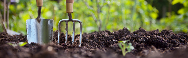 Garden tools upright in the dirt for a fresh flower bed planting session.