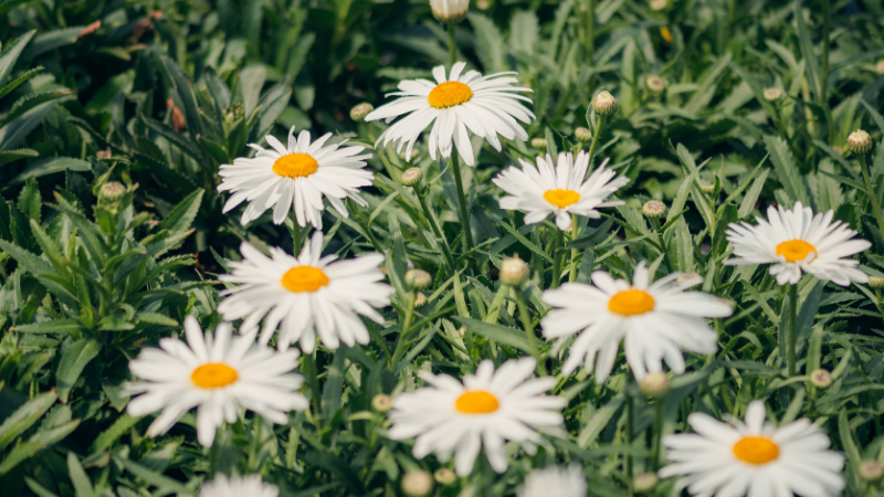 Large white blooms of the Whoops-a-Daisy Shasta Daisy in a garden