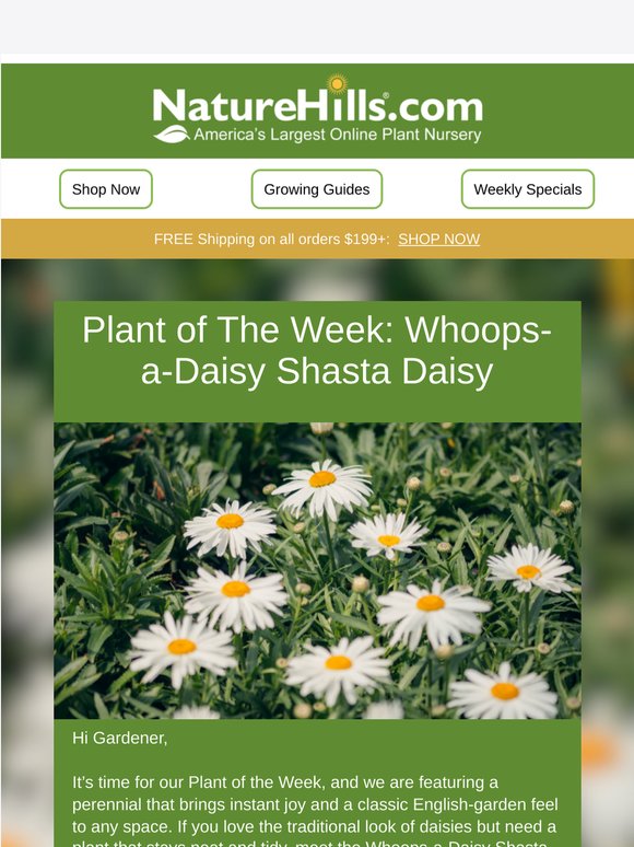 🌼 Plant of the Week: The Cheerful "Whoops-a-Daisy" Shasta Daisy