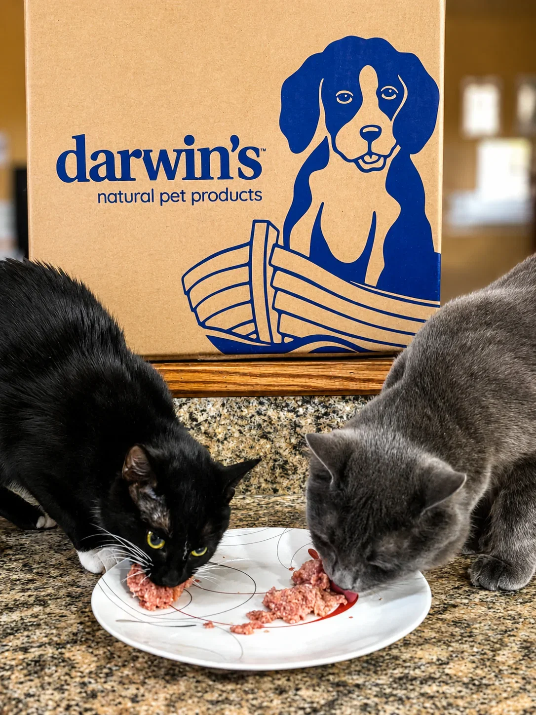 Two of Nicole's cats eating Darwin's raw food in front of a Darwin's box