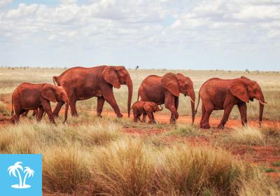 Kenia - Im Reich der Big Five - Rundreise, Safari & Baden