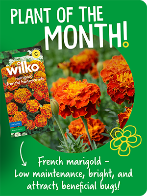 Plant of the month: French marigold