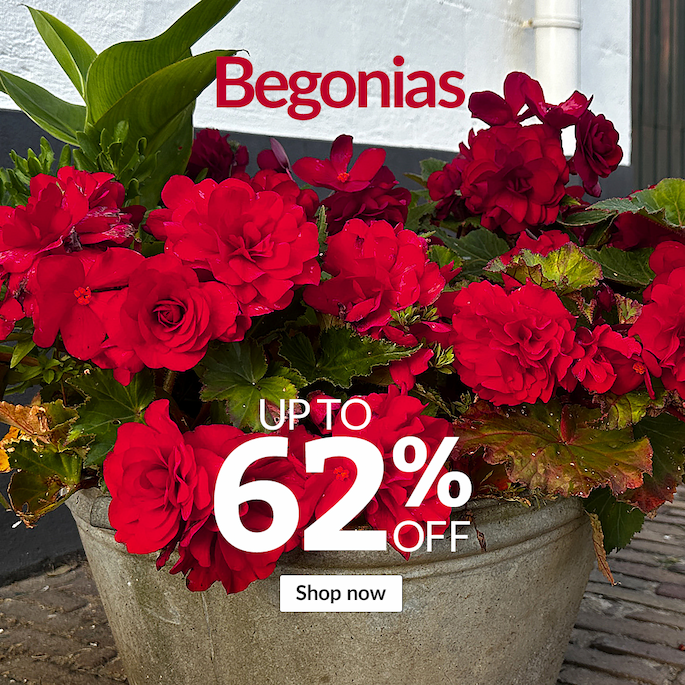 Begonias: Up to 62% off