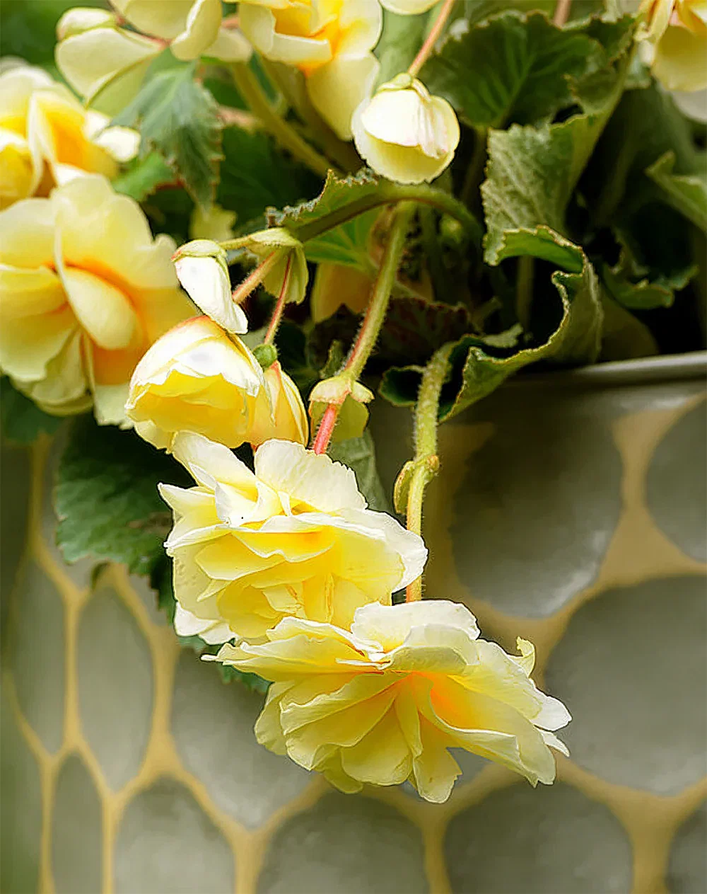 Image of Yellow Fragrant Hanging Basket Begonia - 3 tubers