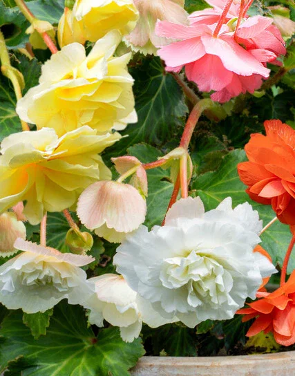 Image of Mixed Fragrant Hanging Basket Begonia - 9 tubers