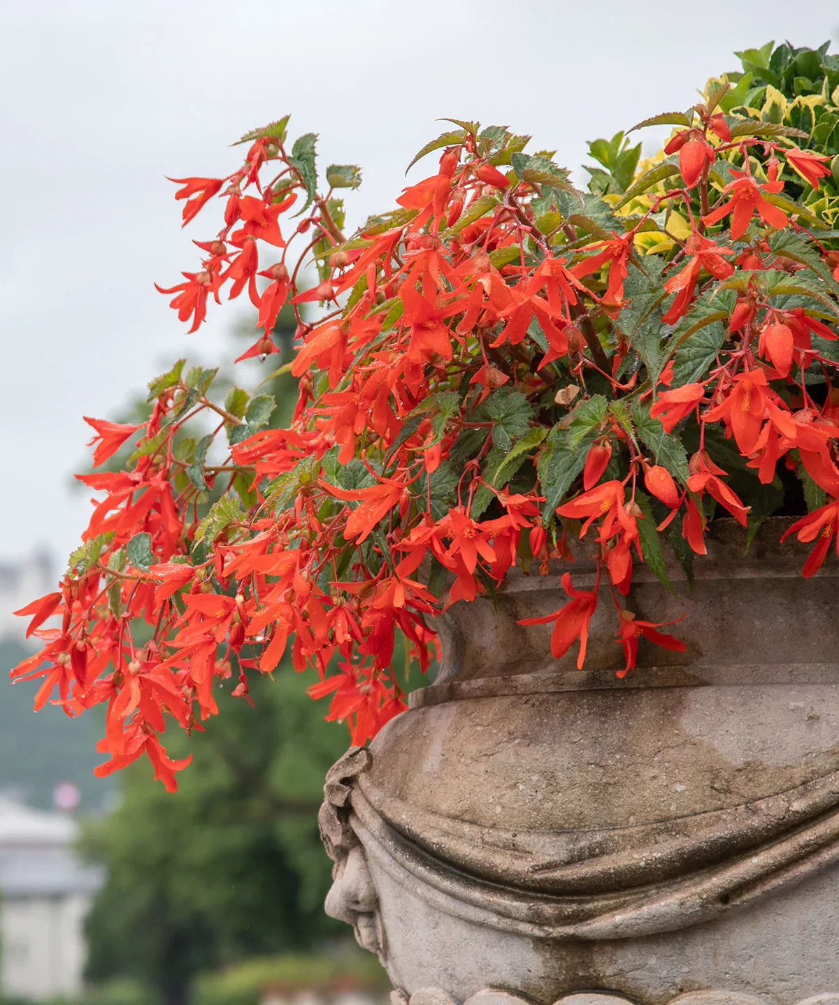 Image of Red Hanging Basket Begonia - 3 tubers