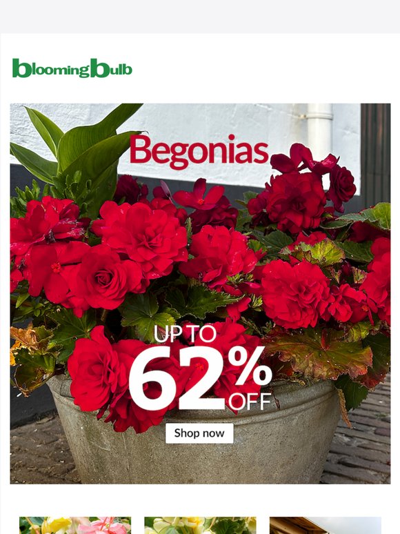Big Begonia Color, Little Prices