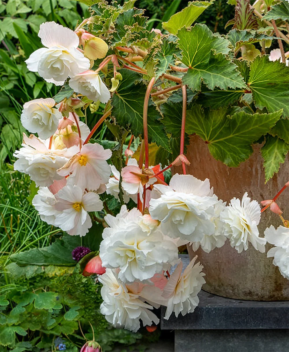 Image of White Hanging Basket Begonia - 3 tubers